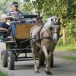 Ritje met paard en sjees door de Loonse en Drunense duinen