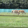 Geniet van de paarden rondom uw caravan