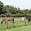 Geniet van de paarden rondom uw caravan