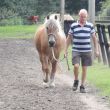 Geniet van de paarden rondom uw caravan